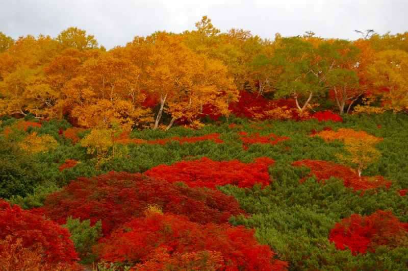 今年の紅葉どこに見に行きたいですか?