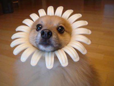 可愛い犬の画像下さい