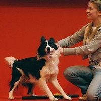 頭のいい犬、わるい犬ランキング - NAVER まとめ