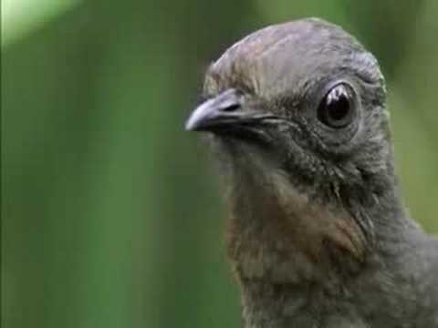 The Amazing Lyrebird of Australia - Unseen Footage - YouTube