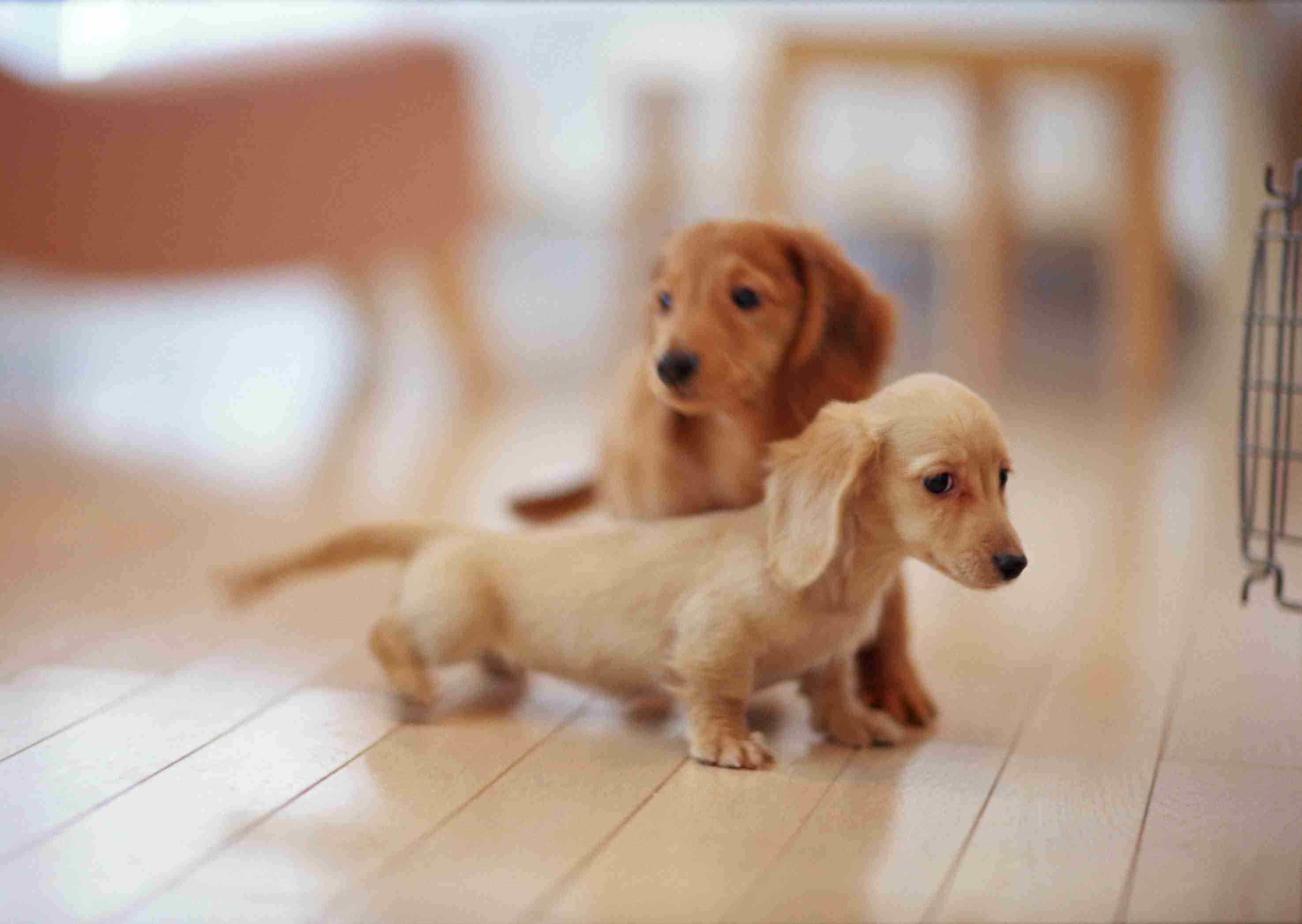 可愛い犬の画像下さい