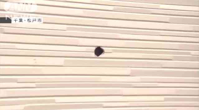 苦情や意見で電話回線パンク　松戸署の大型犬射殺