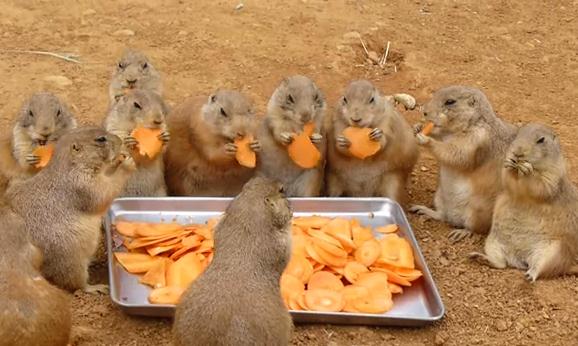 大きな生き物の画像を貼るトピ