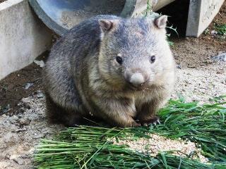 大きな生き物の画像を貼るトピ