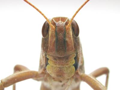 重症の米女優トリ・スペリングが日本食店提訴、火鉢に転倒で要皮膚移植の大やけど。