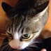 take-five on Twitter: "今年は明治で青柳が問題漏洩したともっぱらの噂なのに、慶応のように問題になってないのはなぜだろう？"