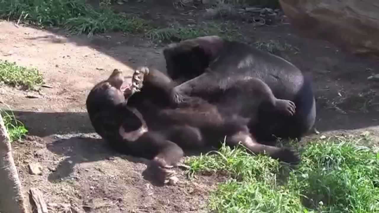 円山動物園マレーグマたちの同居訓練２  2015年7月24日（ウメキチ、ウッチー、ハッピイ） - YouTube