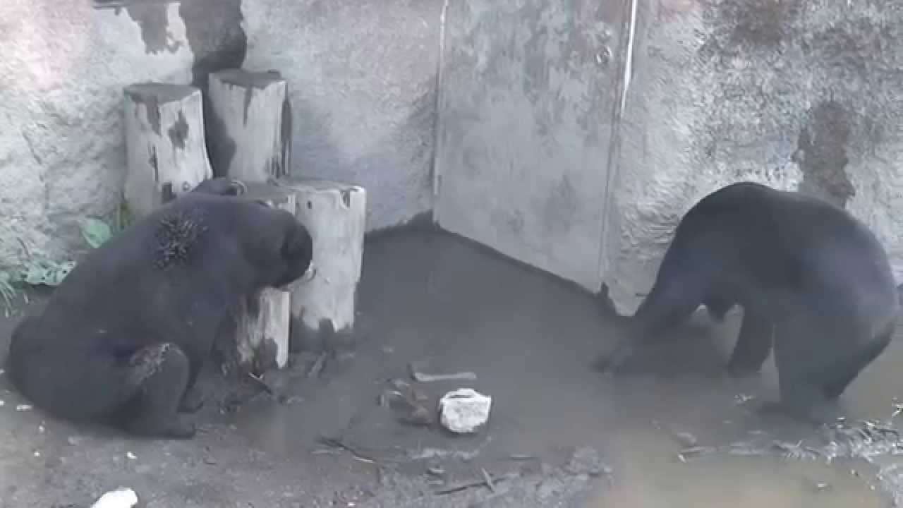 円山動物園マレーグマたち2015年7月24日（ウメキチ、ウッチー、ハッピイ） - YouTube