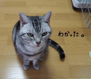 画像付きで話を繋げる雑談トピ 第2弾