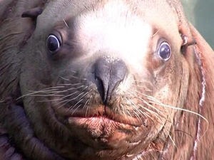おっさんみたいな動物画像！