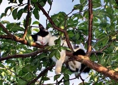 凄いところで寝てる猫の画像