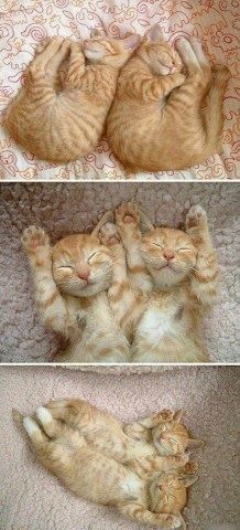 凄いところで寝てる猫の画像