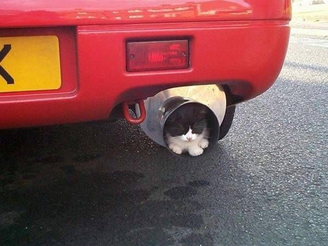 凄いところで寝てる猫の画像
