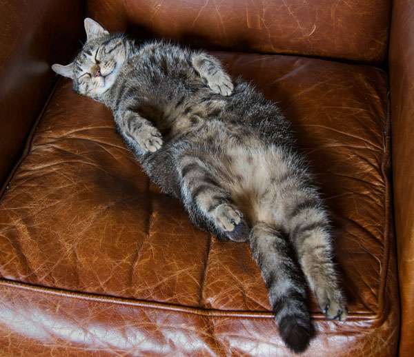 凄いところで寝てる猫の画像