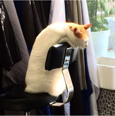 凄いところで寝てる猫の画像