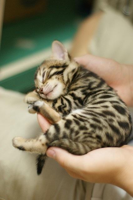 凄いところで寝てる猫の画像