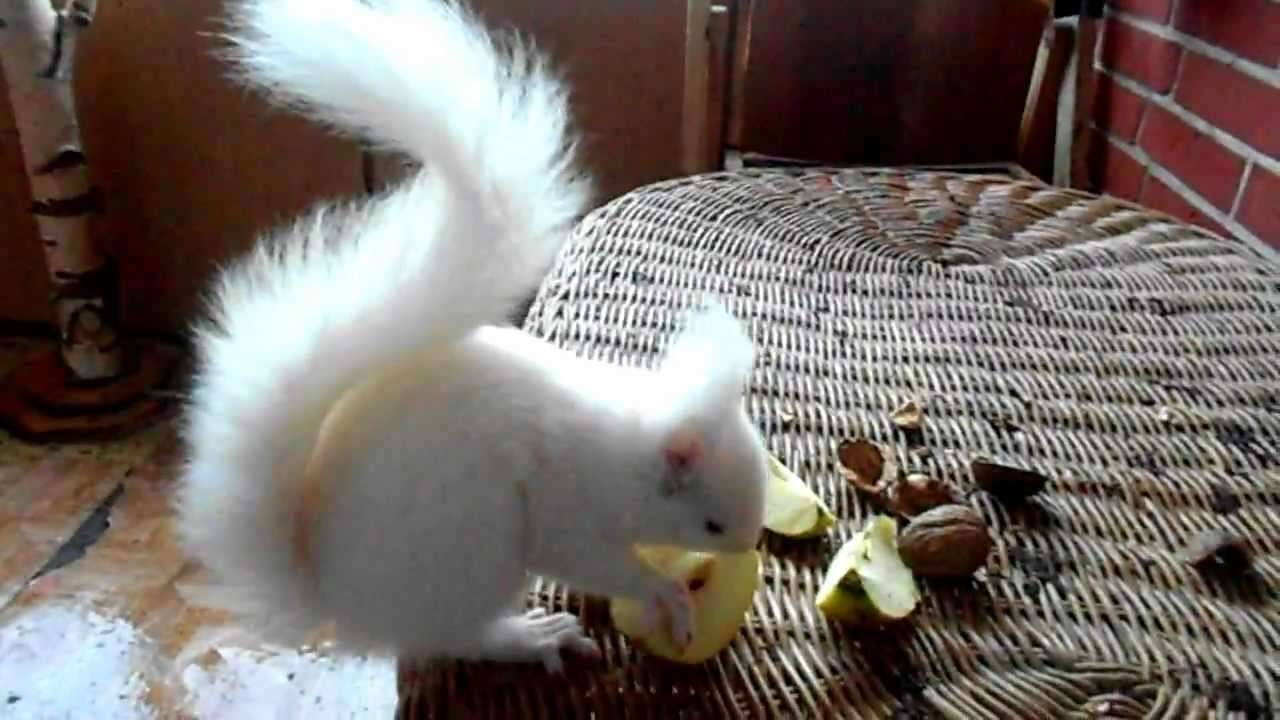 My white widdow ( White squirrel ) - YouTube