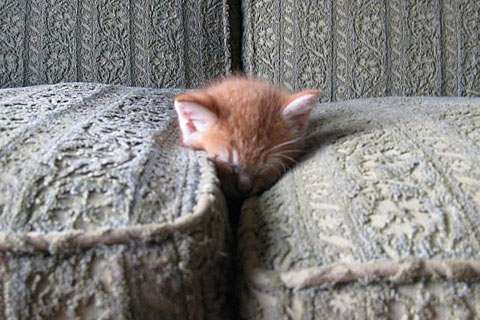 凄いところで寝てる猫の画像