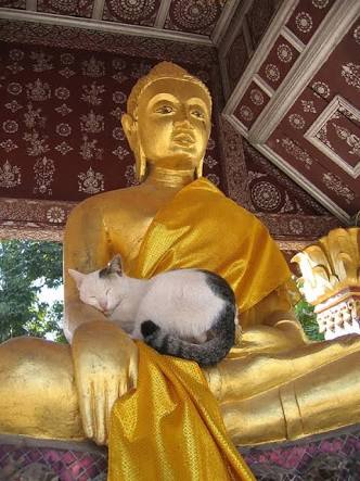 凄いところで寝てる猫の画像