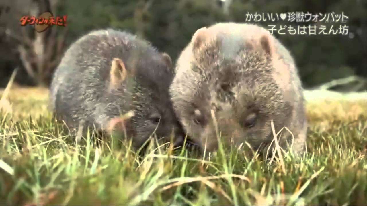 ダーウィンが来た！「おしりに技あり！？珍獣ウォンバット」 - 2015年10月18日[720p] - YouTube