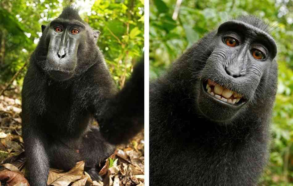 動物のちょいブサ画像が集まるトピ
