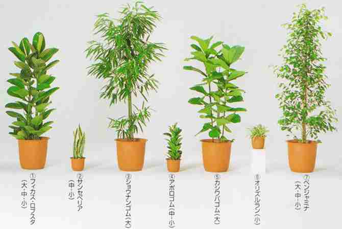 オススメの観葉植物