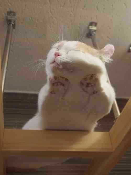 凄いところで寝てる猫の画像