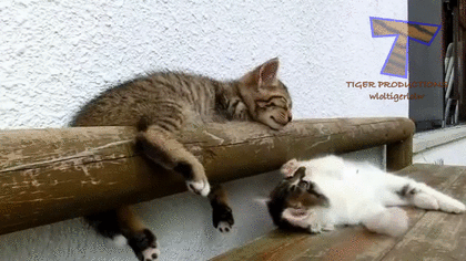 凄いところで寝てる猫の画像