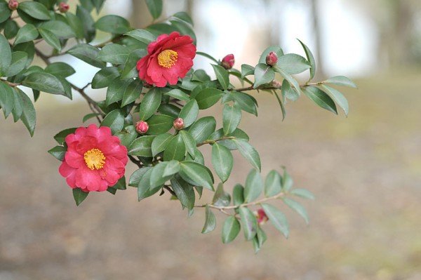 山茶花の花言葉があなたの恋を応援してくれる７つの理由☆ - 花咲マニアとアロマさん