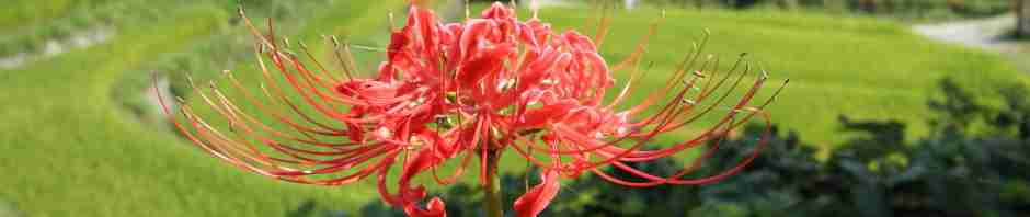 五色塚古墳は「実感できる古墳」なのだ | 混沌写真