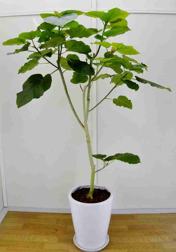 オススメの観葉植物