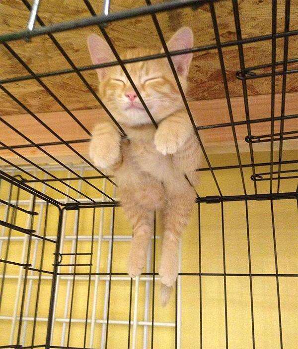 凄いところで寝てる猫の画像
