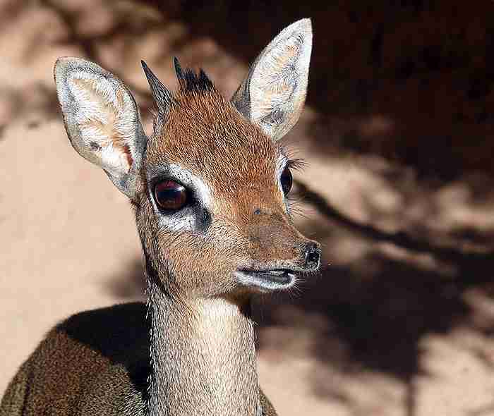 変な動物が好きな人！
