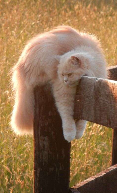 凄いところで寝てる猫の画像