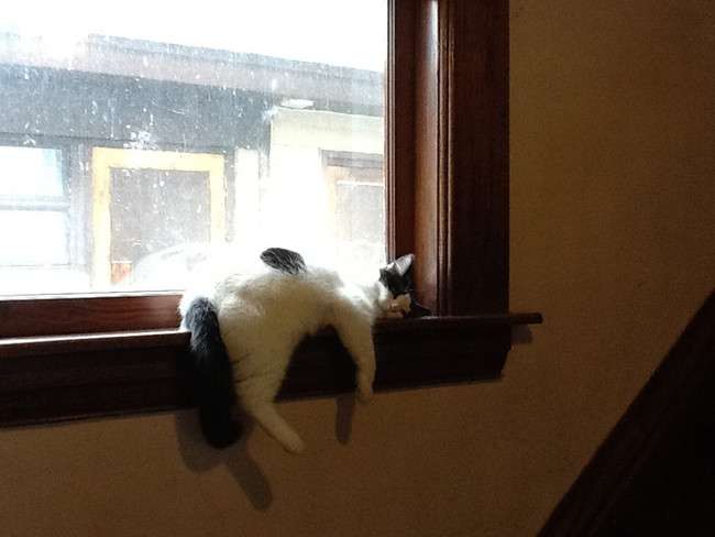 凄いところで寝てる猫の画像