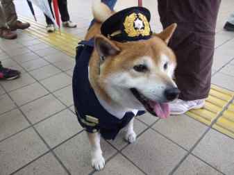 【悲報】タバコ屋閉店にともない柴犬の店長が引退！