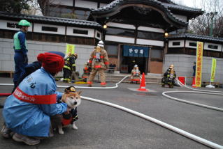 【悲報】タバコ屋閉店にともない柴犬の店長が引退！