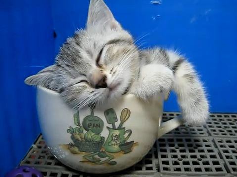 凄いところで寝てる猫の画像