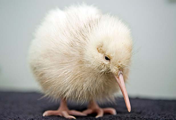変な動物が好きな人！