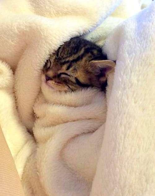 凄いところで寝てる猫の画像