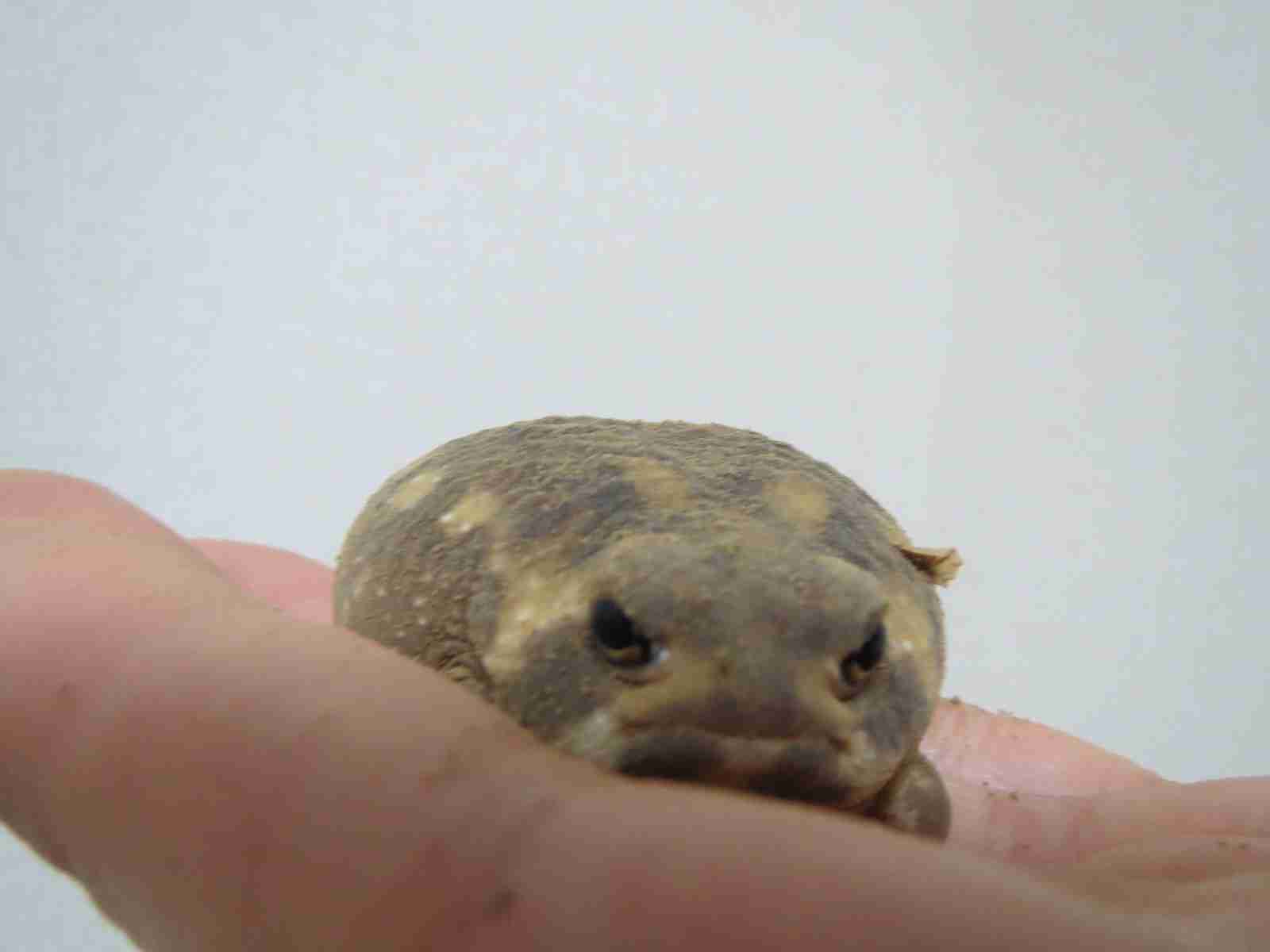 変な動物が好きな人！