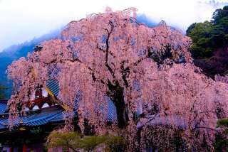 目の保養トピ〈Japanese〉