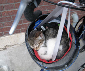 凄いところで寝てる猫の画像
