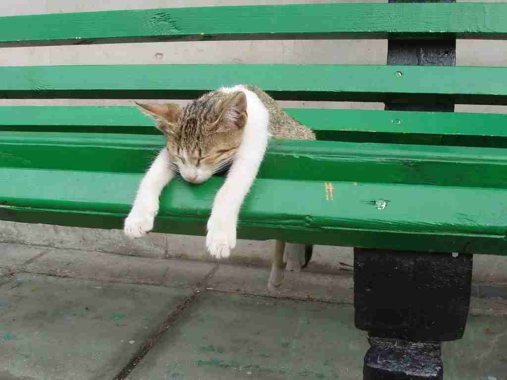 凄いところで寝てる猫の画像