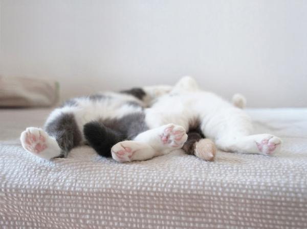 凄いところで寝てる猫の画像