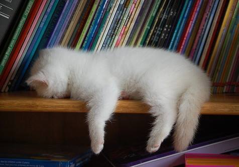 凄いところで寝てる猫の画像