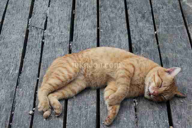 快眠成分『グリシン』の安全性ってどうなの？副作用や過剰摂取の心配は？