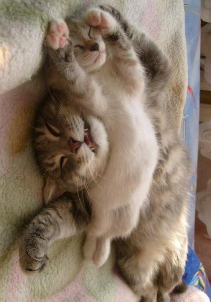 凄いところで寝てる猫の画像