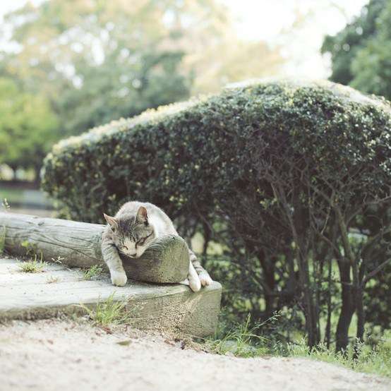 凄いところで寝てる猫の画像