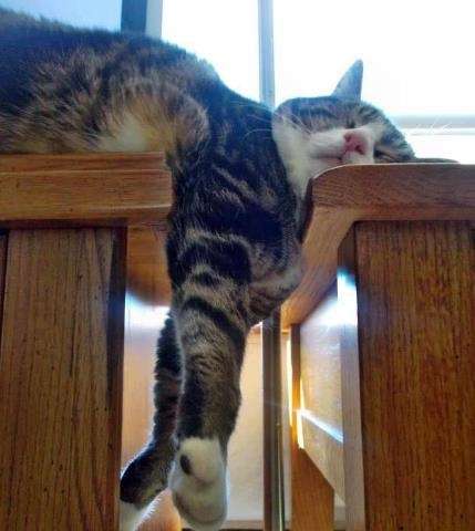 凄いところで寝てる猫の画像